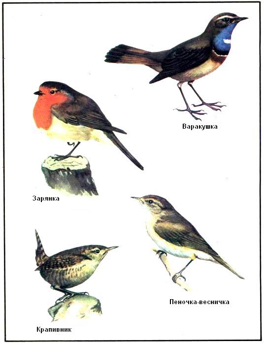 Птицы Крыма Фото И Названия